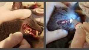 Zubní kámen v kočkách: jak čistit, odstranit, důsledky